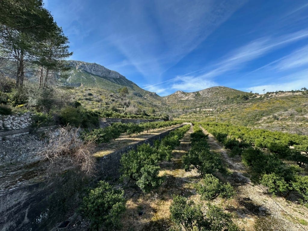 Große Orangenplantage mit Meerblick und Möglichkeit zur Errichtung eines Wohnhauses - Foto 4