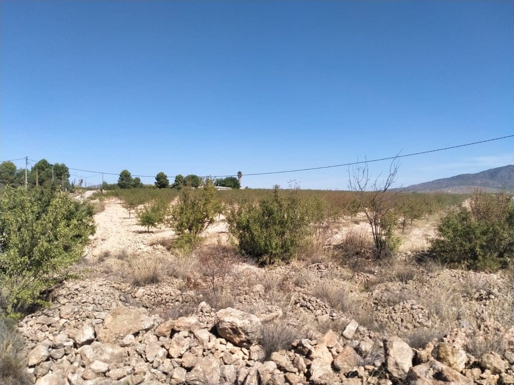 New Build Turnkey Villa in Pinoso – Exclusivity, Space, and Comfort in the Heart of Nature - Foto 30