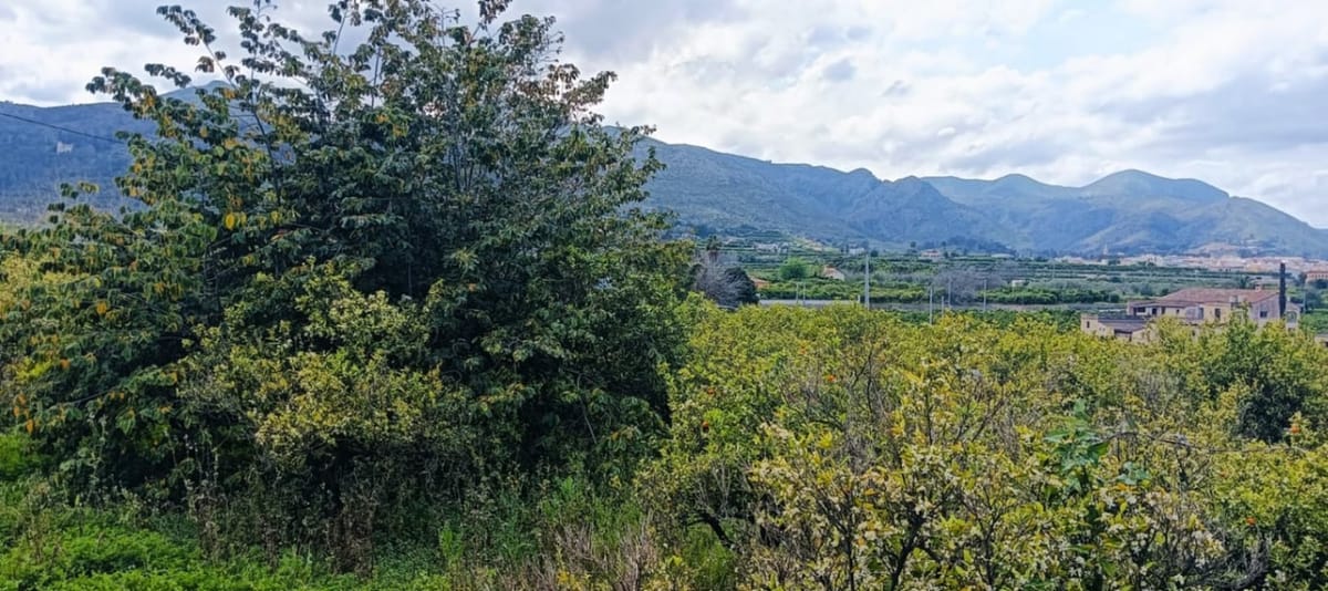 Baugrundstück in Pego, geeignet für den Bau mit Strom- und Wasseranschluss. - Foto 4