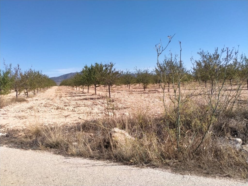 New Build Turnkey Villa in Pinoso – Exclusivity, Space, and Comfort in the Heart of Nature - Foto 31