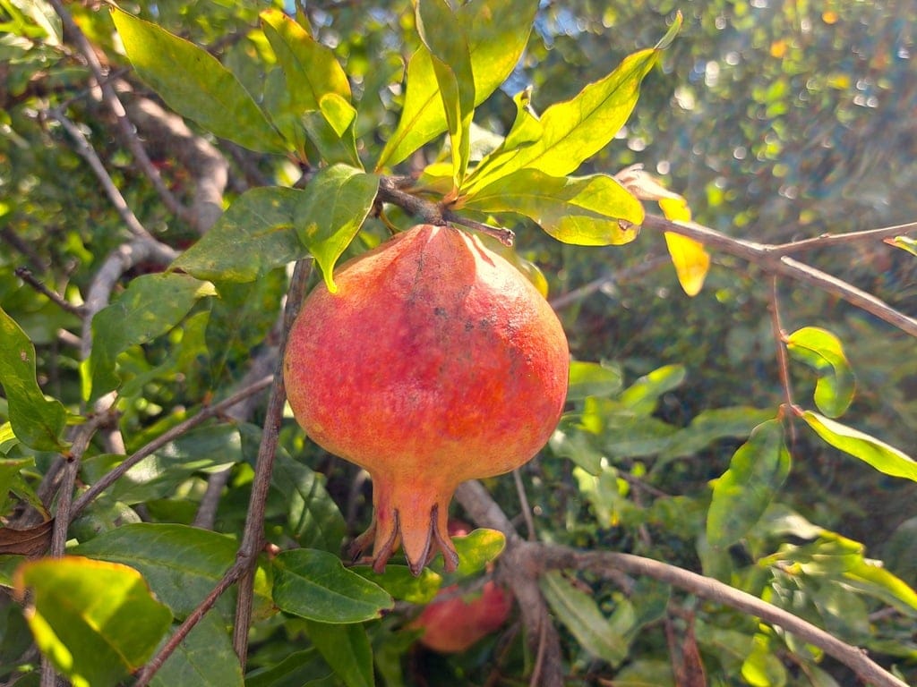 Family villa with pool for sale in Orba - Foto 53