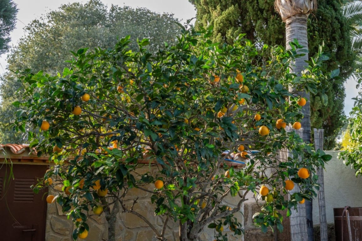 Villa met gastenappartement, volledig gerenoveerd en dicht bij het oude centrum van Jávea - Foto 40