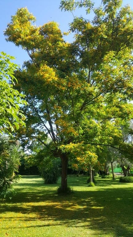 Ondara. Spacious finca for sale - Foto 11