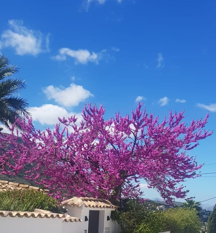 Villa mit Blick auf das Meer und den Montgomery in Denia - Foto 70