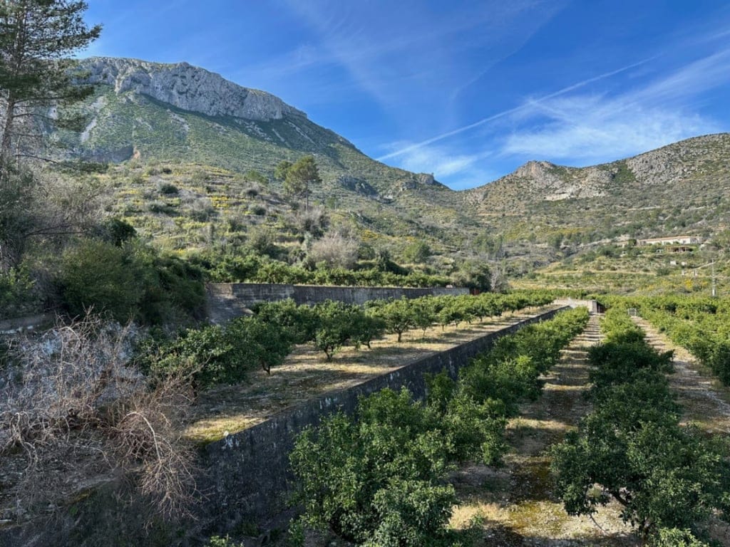 Große Orangenplantage mit Meerblick und Möglichkeit zur Errichtung eines Wohnhauses - Foto 3