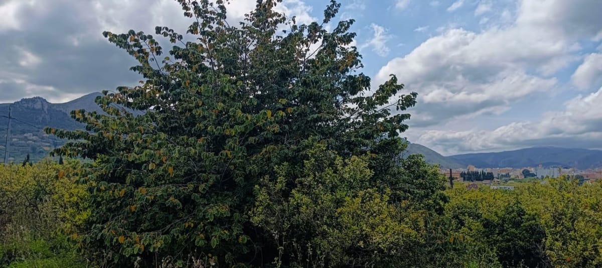 Baugrundstück in Pego, geeignet für den Bau mit Strom- und Wasseranschluss. - Foto 3