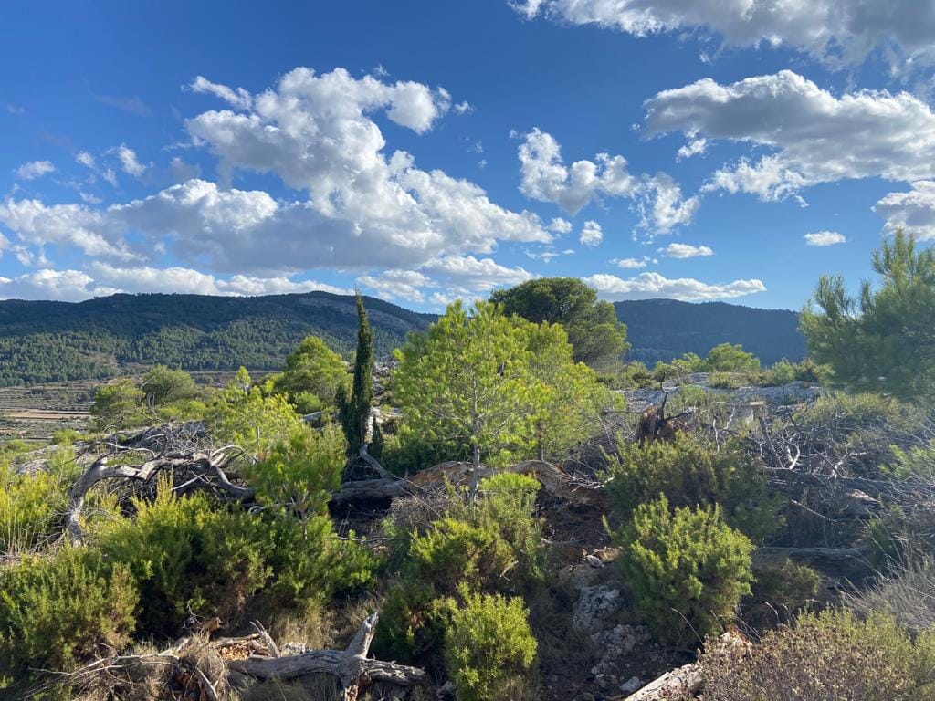 Land/Hunting Ground for Sale in Bocairente - Foto 2