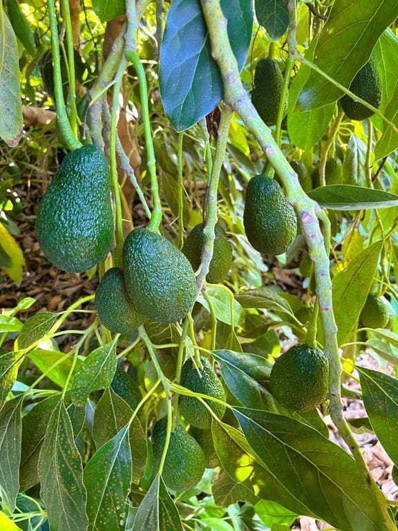 Property #RH20383 - Foto 8